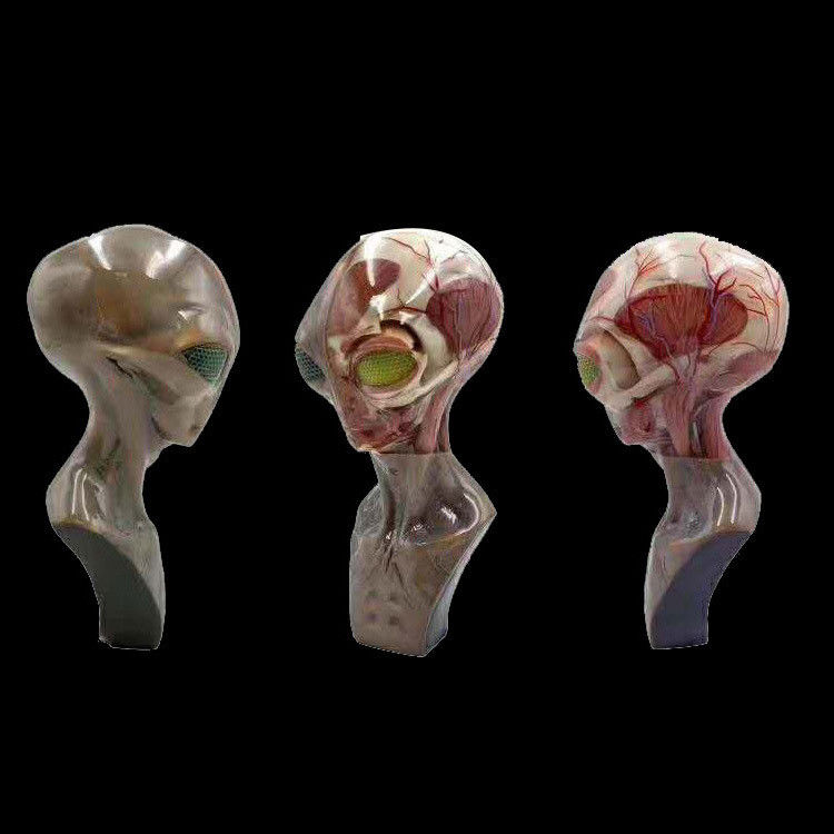 Serviço de Impressão 3D Multicolor de Alta Resolução Médica Com Processo SLM