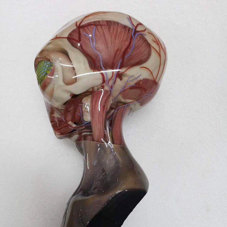 Serviço de Impressão 3D Multicolor de Resina de Plástico
